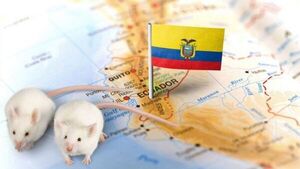 Científicos descubren cinco nuevas especies de ratones en Ecuador