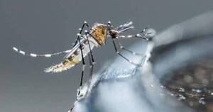 La Nación / Confirman dos casos de chikungunya y 26 de dengue