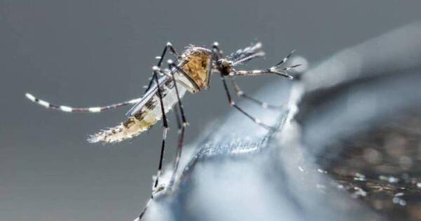 La Nación / Confirman dos casos de chikungunya y 26 de dengue