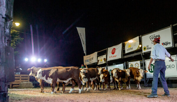 El Rodeo habilitó pre ofertas para los reproductores Braford de campo y corral