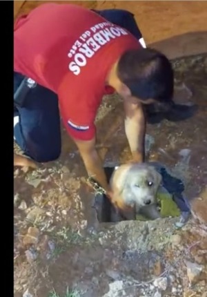 Rescatan a perro que cayó a pozo