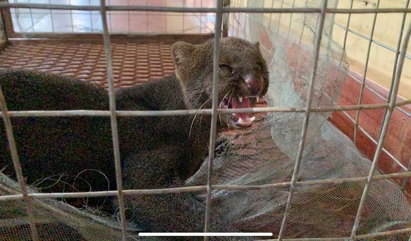 BOMBEROS VOLUNTARIOS RESCATAN UN GATO MORO EN CONCEPCIÓN - La Voz del Norte