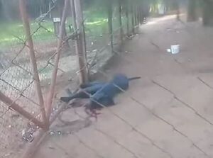 Perro fue asesinado de un escopetazo en Colonia Gasory