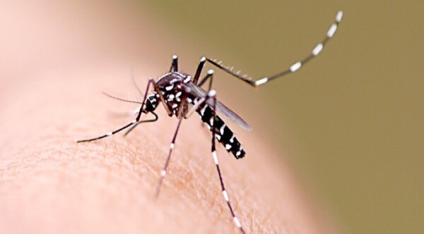 Vigilancia de la Salud confirma dos casos de chikungunya, mientras que el dengue va en ascenso