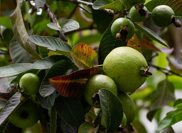 Hojas de guayaba: medicina natural con grandes beneficios para la salud