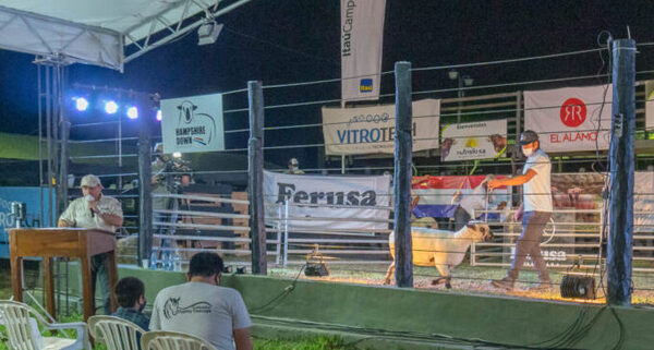 Ferusa habilitó la subasta online de reproductores Hampshire de campo