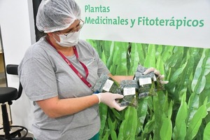 Huerto de Itaipu produjo unas 15.000 mudas de plantas medicinales en el primer trimestre - La Clave