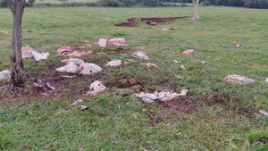 Abigeos reducen a capataz y faenan al menos seis animales en estancia de Amambay - Nacionales - ABC Color