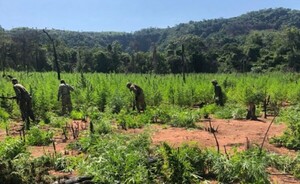 Desarticulan narcoinvernaderos en operación Nueva Alianza XXXI