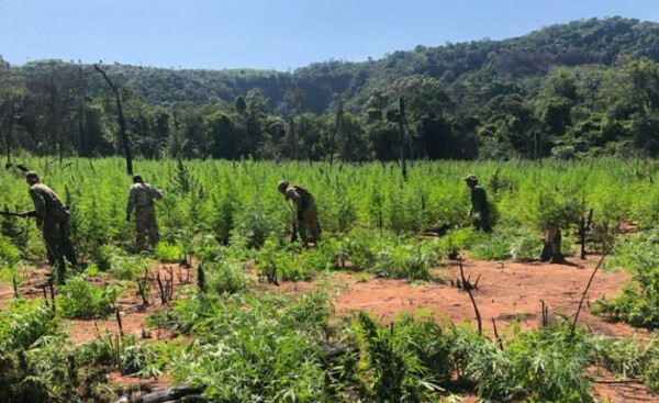 Desarticulan narcoinvernaderos en operación Nueva Alianza XXXI