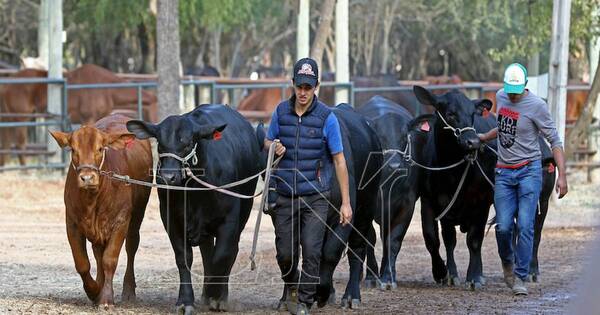 La Nación / Mañana se realizará el lanzamiento oficial de la Expo Rodeo Trébol 2022