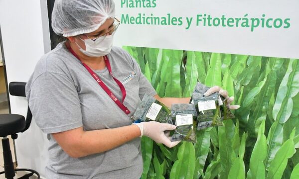 Producen más de 15.000 mudas de 40 especiesde plantas medicinales en el huerto de Itaipú – Diario TNPRESS