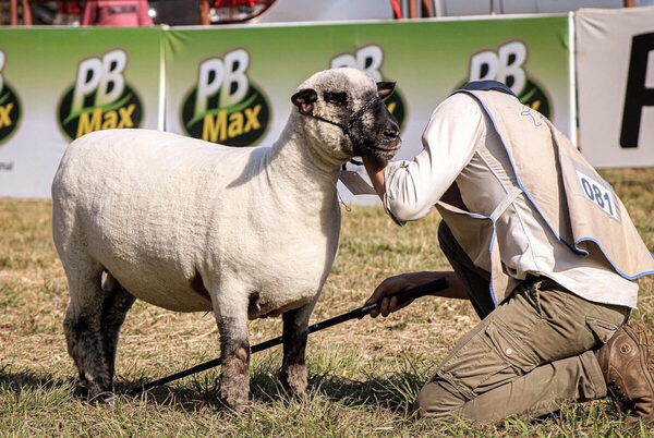 EN VIVO – Juzgamiento de bozal y campo de la Expo Hampshire 2022