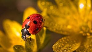 Insectos se reducen un 50% por la presión humana en algunas zonas