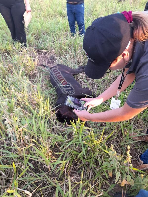 Perro fue asesinado de un balazo