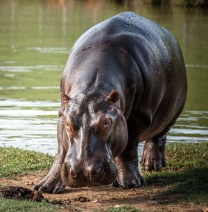 El incierto futuro de los “preocupantes” hipopótamos de Pablo Escobar - Mundo - ABC Color