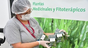 Huerto de ITAIPU produjo más de 15.000 mudas de plantas medicinales en el primer trimestre