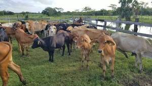 Crónica / ¡El colmo! Toman de rehén a una familia, faenan 10 vacas