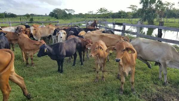 Crónica / ¡El colmo! Toman de rehén a una familia, faenan 10 vacas