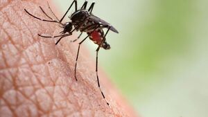 Se eleva a 5 los casos confirmados de chikungunya este año