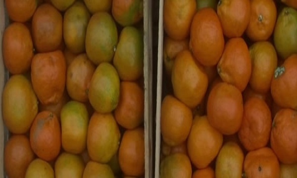 Frutas Nativas: Incontables beneficios - SNT