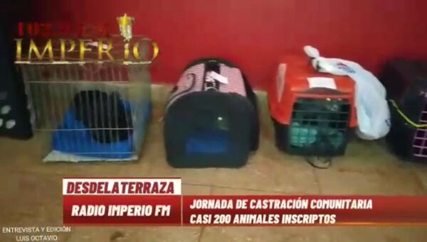 Realizan jornada de castración comunitaria de mascotas - Radio Imperio