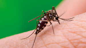 Hay cinco casos confirmados de chikungunya en el país