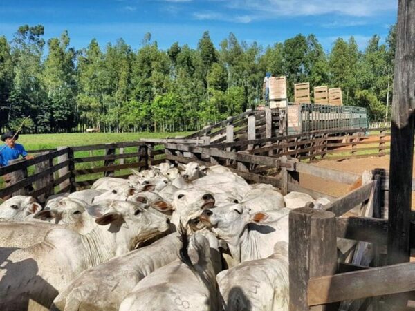 Brasil: frigoríficos prevén desvalorización del ganado gordo en el segundo semestre