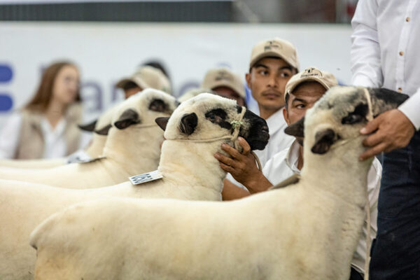 Hoy sábado, Ferusa remata reproductores Hampshire en la Expo Nacional