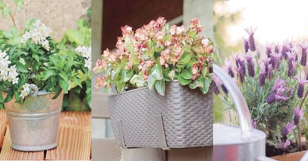 La Nación / Plantas más resistentes para tu balcón o terraza