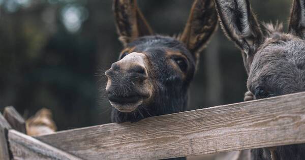 La Nación / Si no leo me a-burro