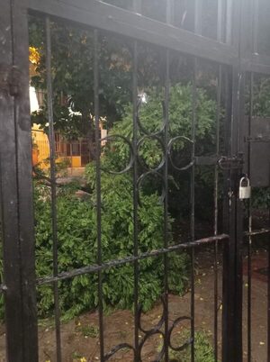 Temporal provocó caída de árboles y ramas » San Lorenzo PY