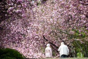 Japón reconsidera la floración del cerezo para hacerla más diversa - Ciencia - ABC Color