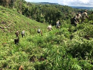 SENAD golpea a narcotraficantes de Amambay y Concepción
