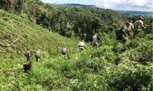 Golpe al narcotráfico fue de US$ 15 millones en Operación Antidrogas