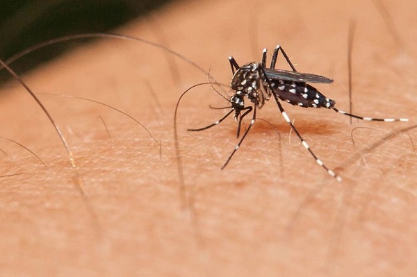 Confirman cinco casos de chikunguña y preocupa circulación viral