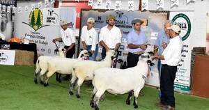 La Nación / La 2ª Expo Nacional Hampshire Down brilló por la calidad genética de sus ejemplares