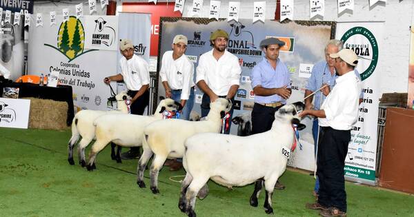 La Nación / La 2ª Expo Nacional Hampshire Down brilló por la calidad genética de sus ejemplares