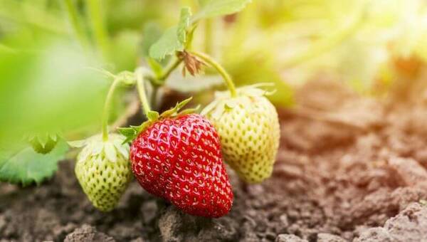 Frutillas a la vista: En marcha la cosecha tempranera (se obtendrá solo el 70% de lo cultivado)