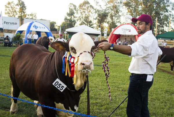 Hermanos enteros de El Resplandor fueron Grandes Campeones en terneros y adultos