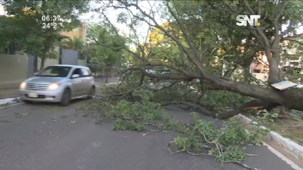 Árbol caído generó caos vehicular - SNT