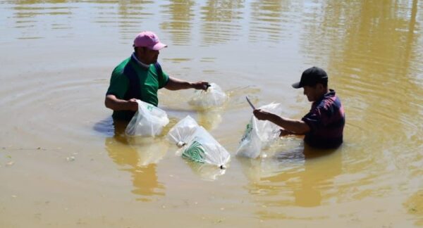 Buscan fortalecer producción de peces en estanques en Ayolas