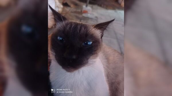 Robaron el gatito de una abuela que ahora llora por él todo el día