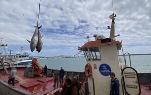 España produce el 64 % de las conservas de atún de Europa, recoge un estudio - Estilo de vida - ABC Color
