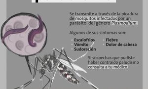 Recuerdan día mundial del Paludismo