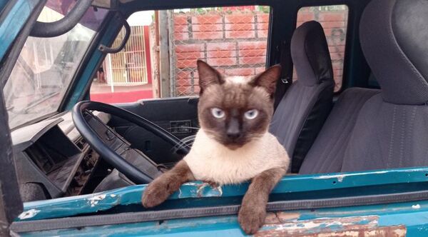 Video: así le robaron el gato a una anciana en San Lorenzo - Mascotas - ABC Color