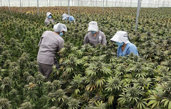 Colombia saca músculo en el mercado del cannabis medicinal y pone en alerta a Canadá - .::Agencia IP::.