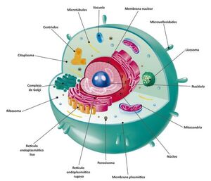 Célula animal. Estructura y función - Escolar - ABC Color