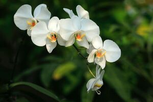 Las orquídeas mejoran la respiración y el estado de ánimo