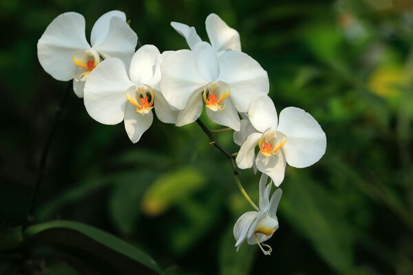 Las orquídeas mejoran la respiración y el estado de ánimo